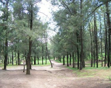 Bosque El Centinela 