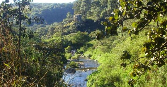 Bosque La Primavera